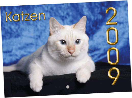 Katzen-Casting Kalender 2011
